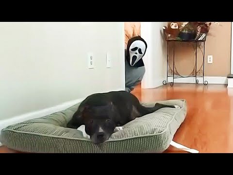 Funniest Pranks On Dogs And Cats 😆 Try Not To Laugh 😂 | Animals Life