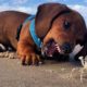 Funniest & Cutest Dachshund Puppies #3