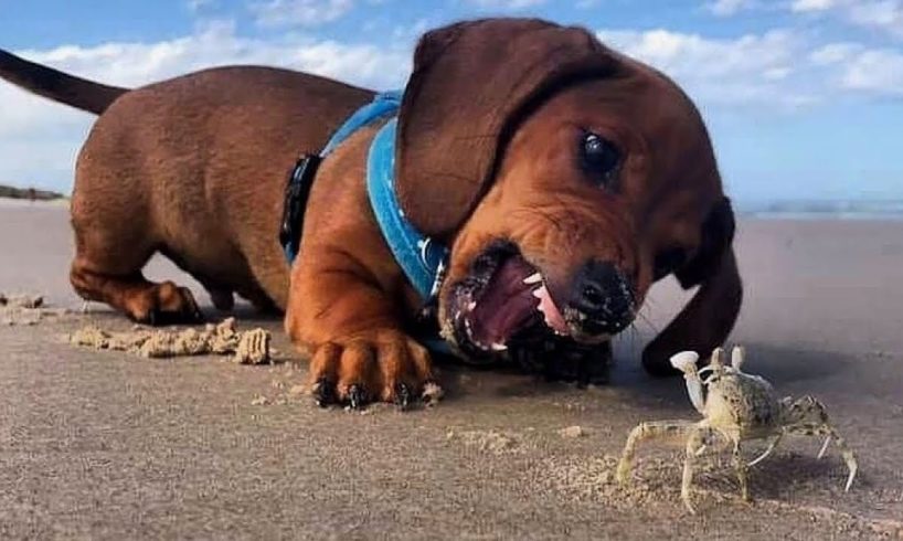 Funniest & Cutest Dachshund Puppies #3