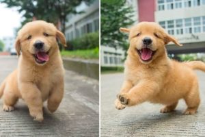 Funniest & Cutest Golden Retriever Puppies - 30 Minutes of Funny Puppy Videos 2022 #3