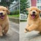 Funniest & Cutest Golden Retriever Puppies - 30 Minutes of Funny Puppy Videos 2022 #3