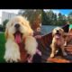Funniest & Cutest Puppies 🐶