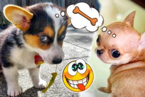 Funniest & Cutest Puppies 🐾🤪🐶👍 Funny Compilation 👌💥 Awesome Funny Puppies Videos