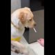Funniest & Cutest Puppies   Funny Puppy 1