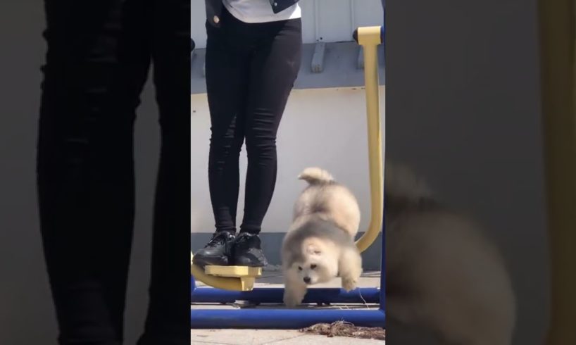 Funniest and Cutest Puppies, Funny Puppy Video 2022 Ep128