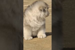 Funniest and Cutest Puppies, Funny Puppy Video 2022 Ep25