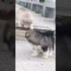 Funniest and Cutest Puppies, Funny Puppy Video 2022 Ep278