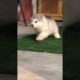 Funniest and Cutest Puppies, Funny Puppy Video 2022 Ep300