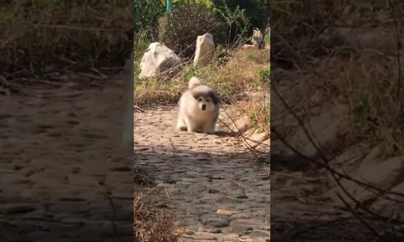 Funniest and Cutest Puppies, Funny Puppy Video 2022 Ep302