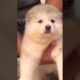 Funniest and Cutest Puppies, Funny Puppy Video 2022 Ep305