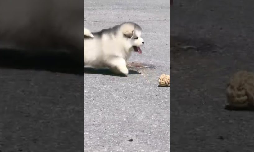 Funniest and Cutest Puppies, Funny Puppy Video 2022 Ep308