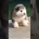 Funniest and Cutest Puppies, Funny Puppy Video 2022 Ep320