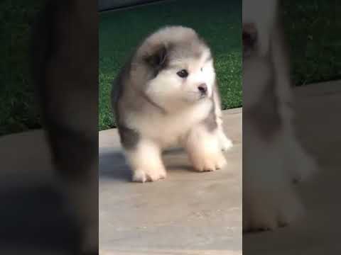 Funniest and Cutest Puppies, Funny Puppy Video 2022 Ep320