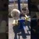 Funniest and Cutest Puppies, Funny Puppy Video 2022 Ep343