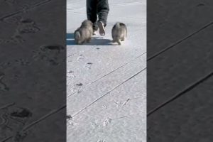 Funniest and Cutest Puppies, Funny Puppy Video 2022 Ep53