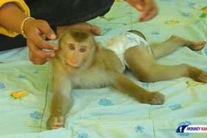 Funny Animals, Lovely Monkey KAKO Playing And Train With MOM