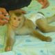 Funny Animals, Lovely Monkey KAKO Playing And Train With MOM