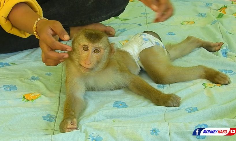 Funny Animals, Lovely Monkey KAKO Playing And Train With MOM