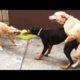 Funny Dogs And Cats Videos 😻🐶 - Best Funny Animal Videos 2022