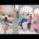 Funny and Cute Pomeranian Videos | Cutest Puppies