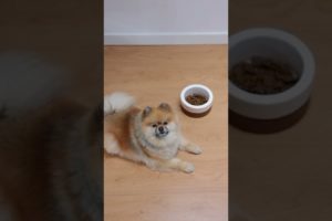 Funny and Cute Pomeranian Videos| Cutest Puppies #shorts