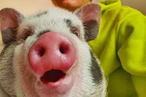 Funny animals -  Cute Pig Playing and Having Fun