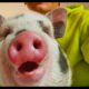 Funny animals -  Cute Pig Playing and Having Fun