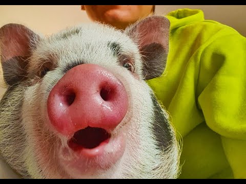 Funny animals -  Cute Pig Playing and Having Fun