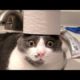 🐈 Funny animals fail videos - LollyPets / Funny animals palace cats and dogs moaning react 🦫🦧❤️