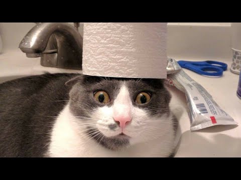 🐈 Funny animals fail videos - LollyPets / Funny animals palace cats and dogs moaning react 🦫🦧❤️