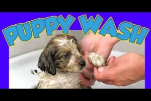 Funny moments puppies first bath, cute puppies, labrador puppies, bathing puppies, puppies bathing