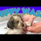 Funny moments puppies first bath, cute puppies, labrador puppies, bathing puppies, puppies bathing