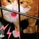 Gato gruñon rescatado aprende a pedir caricias | Cat Crazy | El Dodo