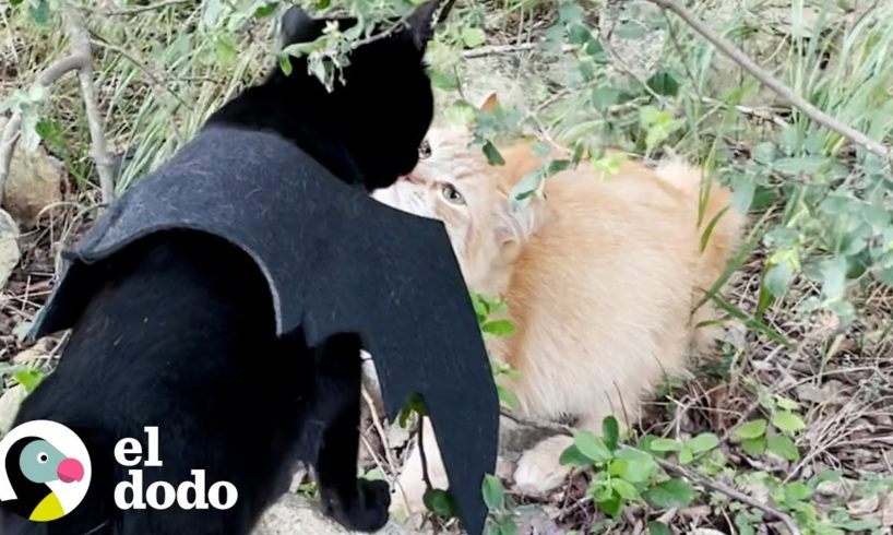 Gato se enamora de la chica de al lado | El Dodo