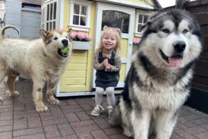 Giant Dogs Go Crazy For Baby Girl Coming Home! (CUTEST EVER!!)