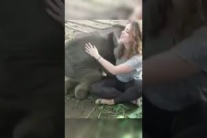 Girl Playing With Elephant Cute Baby #short #shorts #animals #elephant