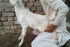 Goat Playing In Village Garden || Animals 2022 || sp geo