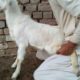 Goat Playing In Village Garden || Animals 2022 || sp geo