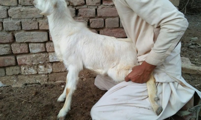 Goat Playing In Village Garden || Animals 2022 || sp geo