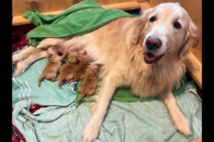 Golden Retriever in Labor, Gives Birth to Cutest Puppies!