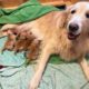 Golden Retriever in Labor, Gives Birth to Cutest Puppies!