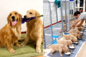 Golden Retriever steals dad's money to buy flowers for wife😂Dog rescues fainted owner🥰