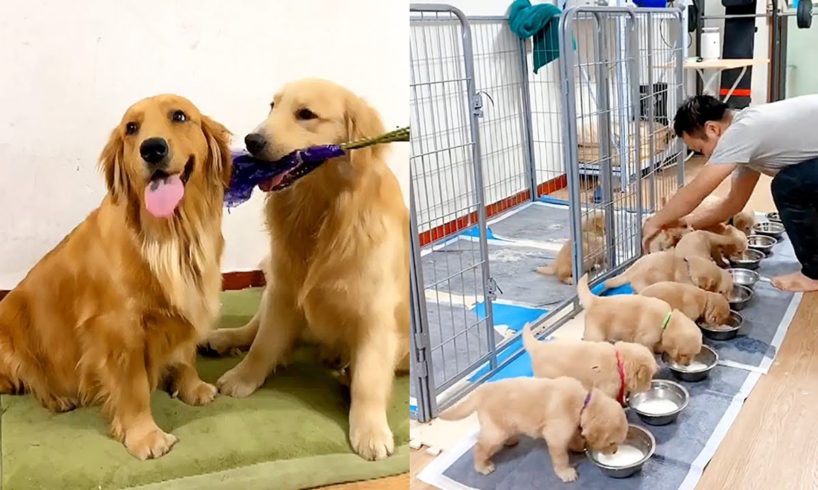 Golden Retriever steals dad's money to buy flowers for wife😂Dog rescues fainted owner🥰
