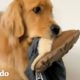 Golden retriever trae la ropa de su mamá al patio trasero todos los días | El Dodo