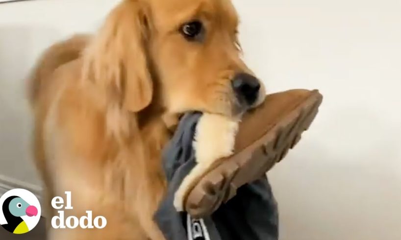 Golden retriever trae la ropa de su mamá al patio trasero todos los días | El Dodo