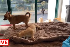 Good morning time to wake up 🐶 - Takis Shelter