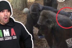 Gorilla Fights Are.. Complicated