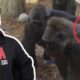 Gorilla Fights Are.. Complicated