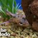 Guy Rescues Dying Fish From The Pet Store | The Dodo