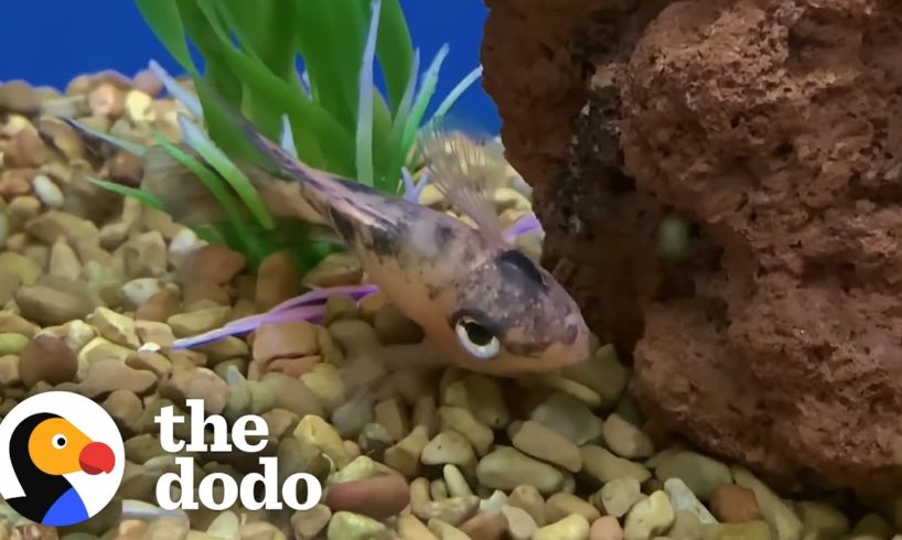 Guy Rescues Dying Fish From The Pet Store | The Dodo